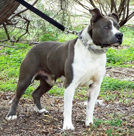 Bellamon Atilla Blue American Staffordshire Terrier Amstaff