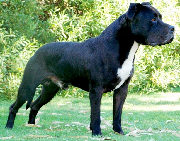 DDD Marcus Jet black Amstaff stud dog, American Stafforshire Terrier, Staffy