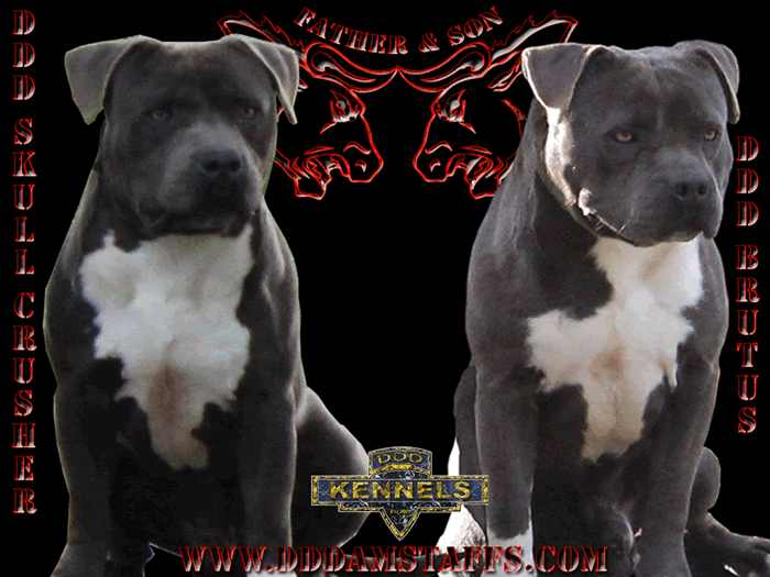 Blue male Amstaff, American Stafforshire Terrier, Staffy, DDD Brutus and DDD Skull Crusher
