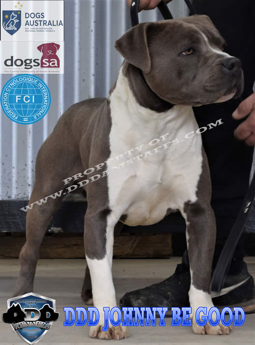Johnny DDD Johnny Be Good Blue American Staffordshire Terrier Amstaff