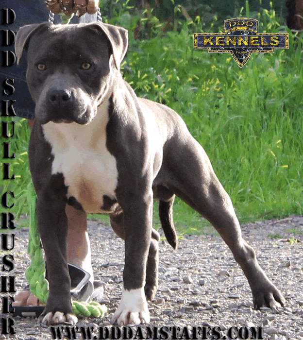 Blue male Amstaff, American Stafforshire Terrier, Staffy, DDD Skull Crusher