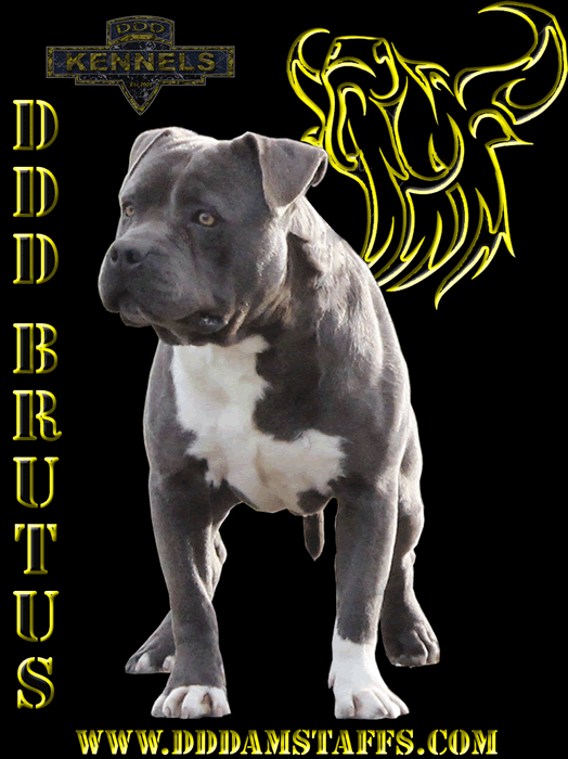 Blue male Amstaff, American Stafforshire Terrier, Staffy, DDD Brutus