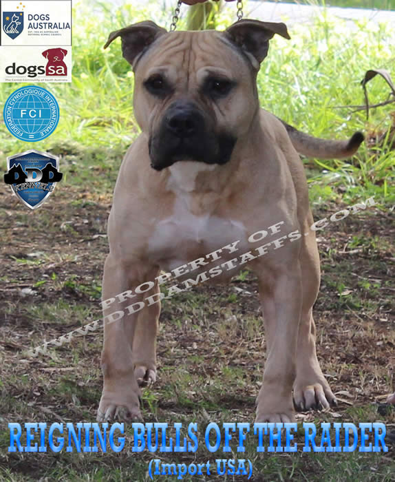Jake Reigning Bulls Off The Raider USA Import American Staffordshire Terrier Amstaff