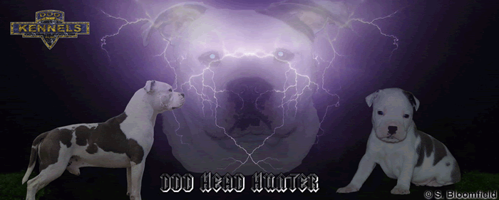 Blue Pied male Amstaff, American Stafforshire Terrier, Staffy, DDD Head Hunter